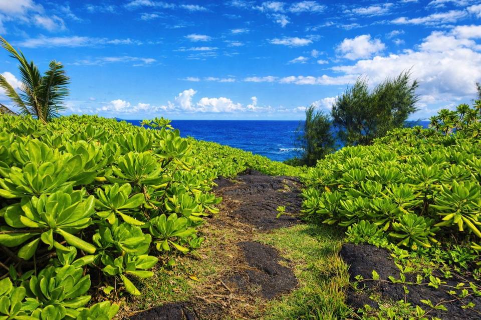 39-WBW-Path-to-Ocean.jpg
