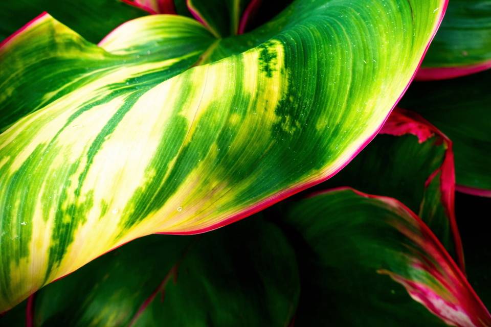 61-WBW-Ti-leaf.jpg