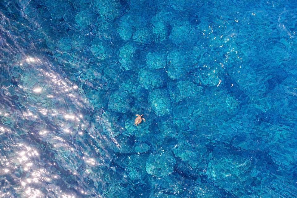 62-WBW-Turtle.jpg