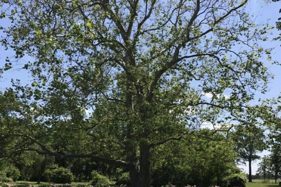 Our beautiful Sycamore tree makes a gorgeous backdrop!