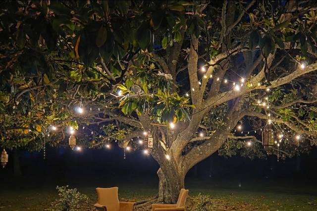 Under the Magnolia