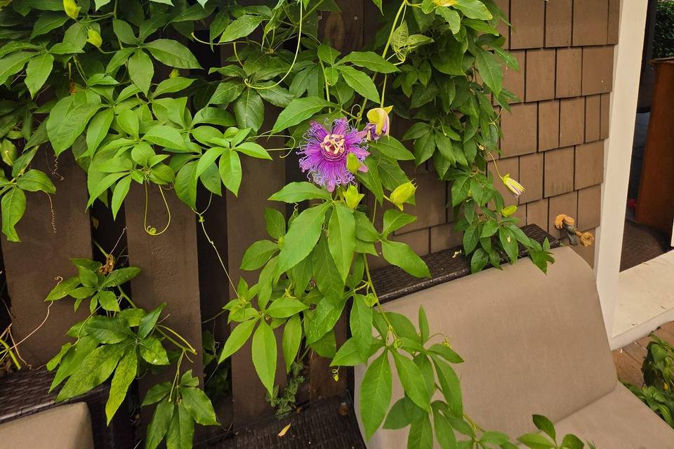 The Garden