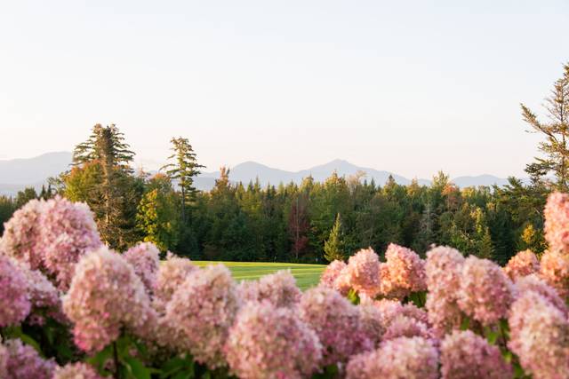 Overlooking the hydrangeas