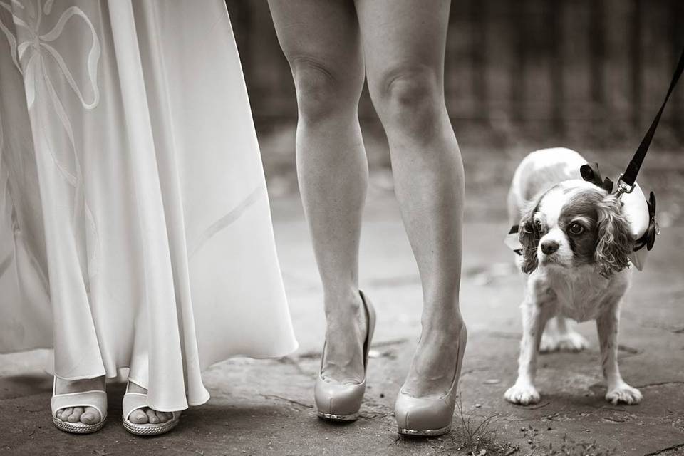 An irresistible ring bearer, don’t you think?I like to think of this image as an homage to one of the great B&W documentary photographers, Elliott Erwitt, an advertising and documentary photographer known for his black and white candid shots of ironic and absurd situations within everyday. It was taken during an outdoor wedding ceremony in Mount Prospect Park, Brooklyn. Charlie, the canine ring bearer was beyond adorable and I couldn’t resist lowering my vantage point to enter his world.