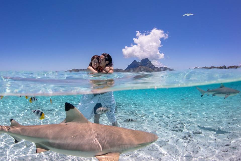 bora bora dolphins