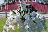 Orchids with metal urn