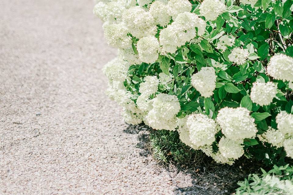 Hydrangeas