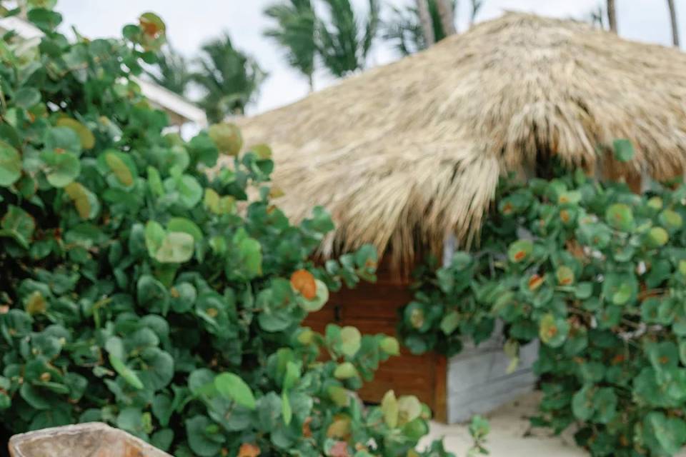 Welcome Coconuts