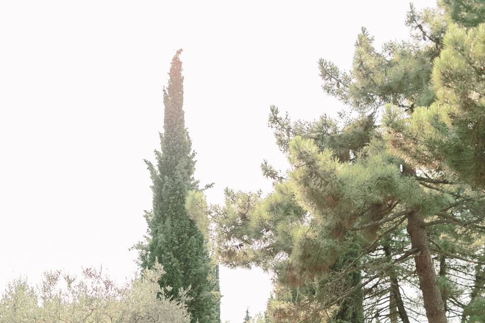 Ceremony in the cypresses