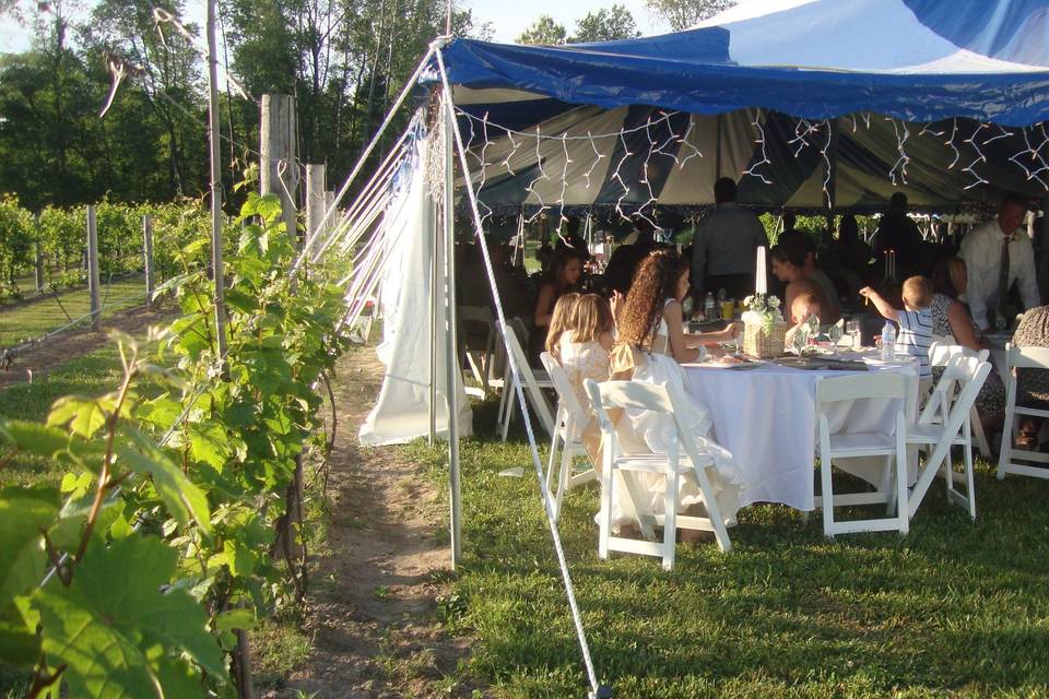 Reception tent beside vines