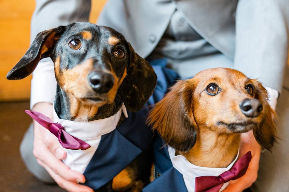 Puppies in wedding attire