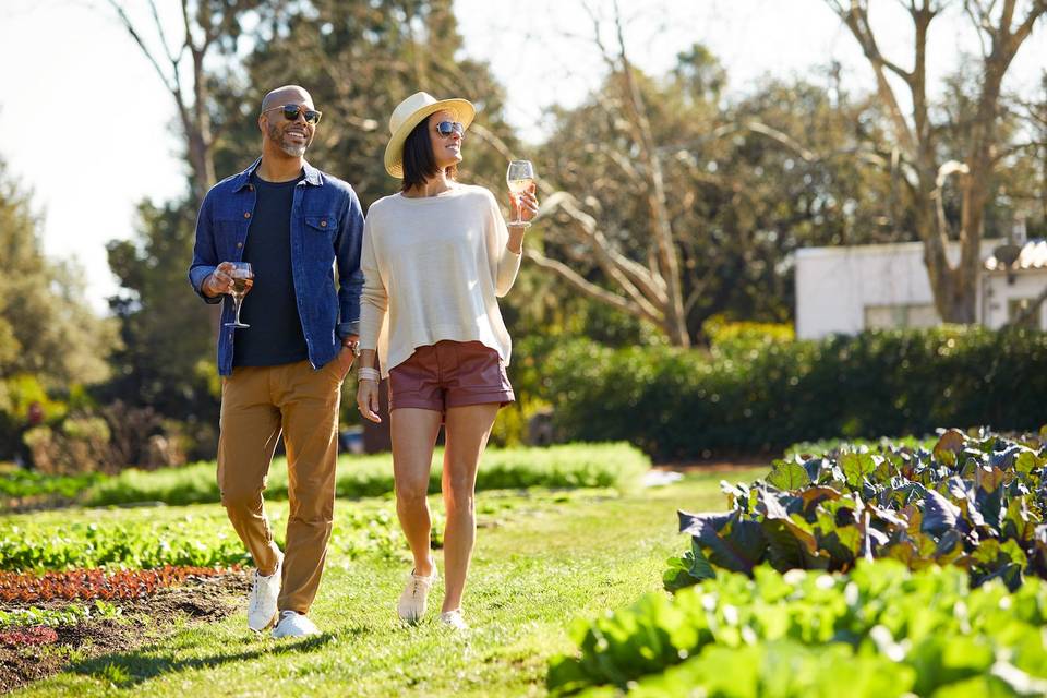 Strolling our Vineyard