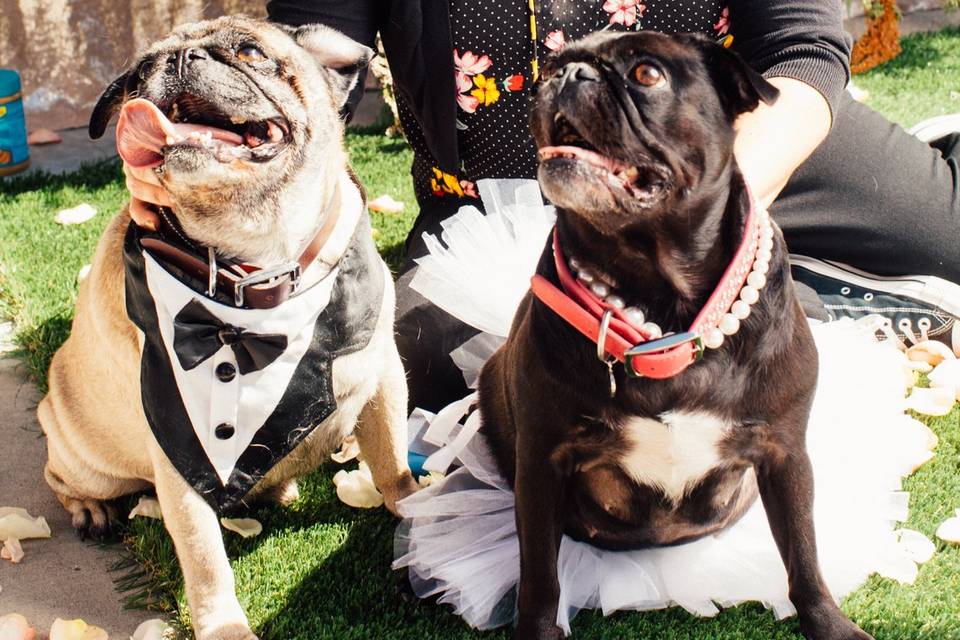 Dog Wedding Fundraiser