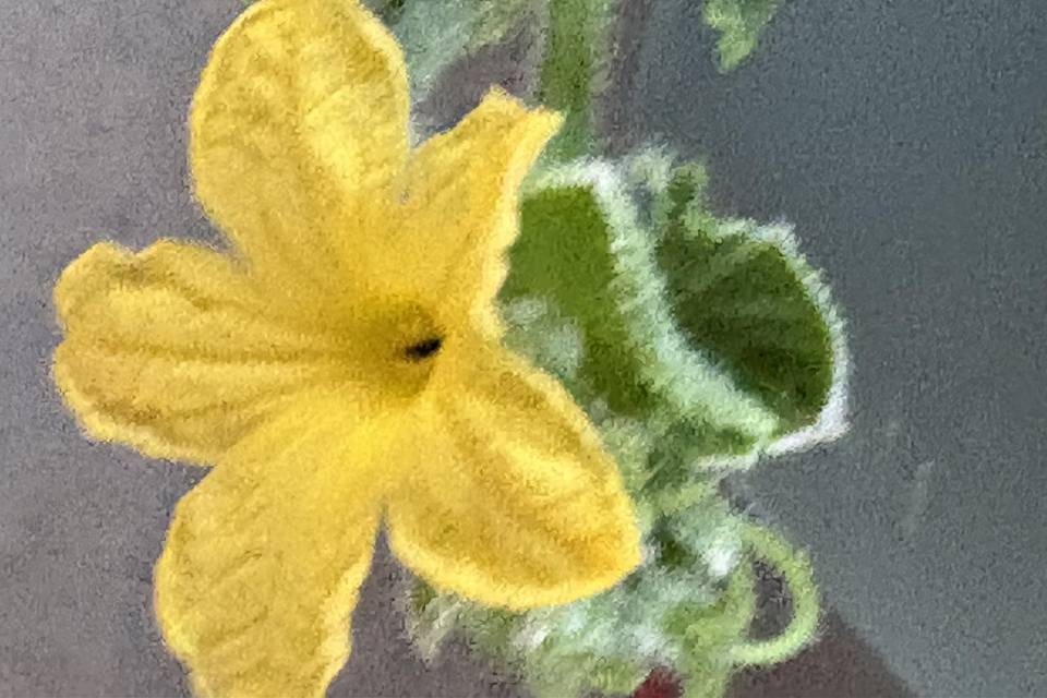 IMG_0082.jpeg