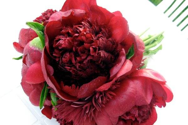 Red Charm Peony Bouquet