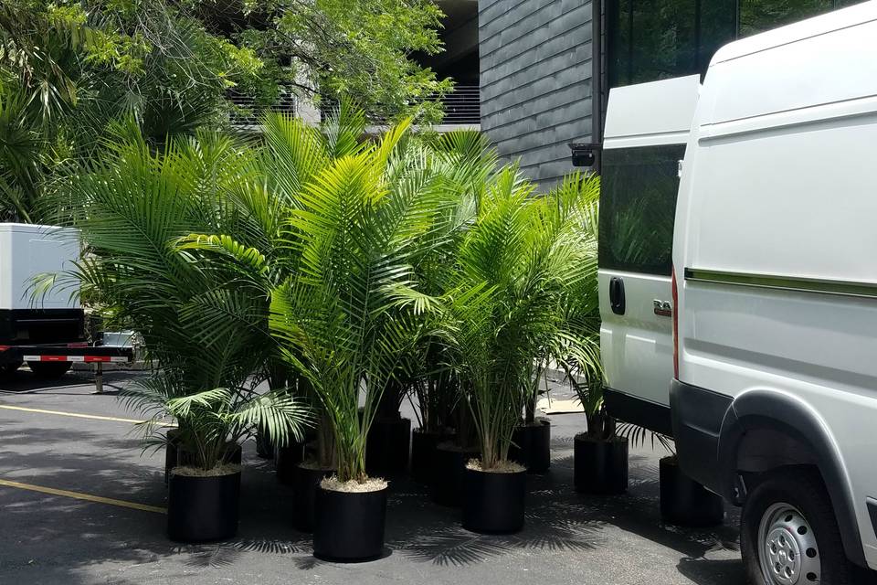 Palm tree rental