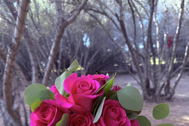 Hot Pink Roses
