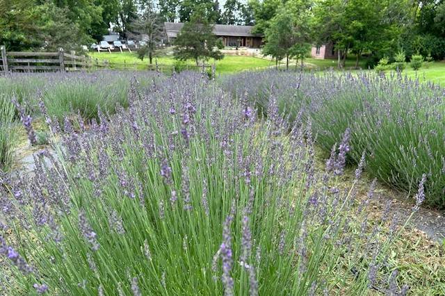 Lavender field