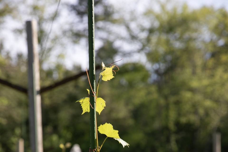 Vineyarrd