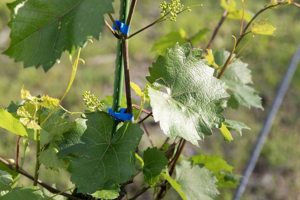 Vineyarrd