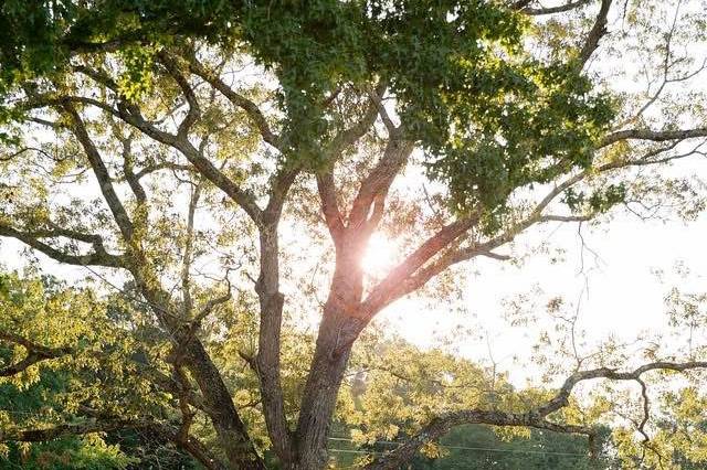 Oak tree