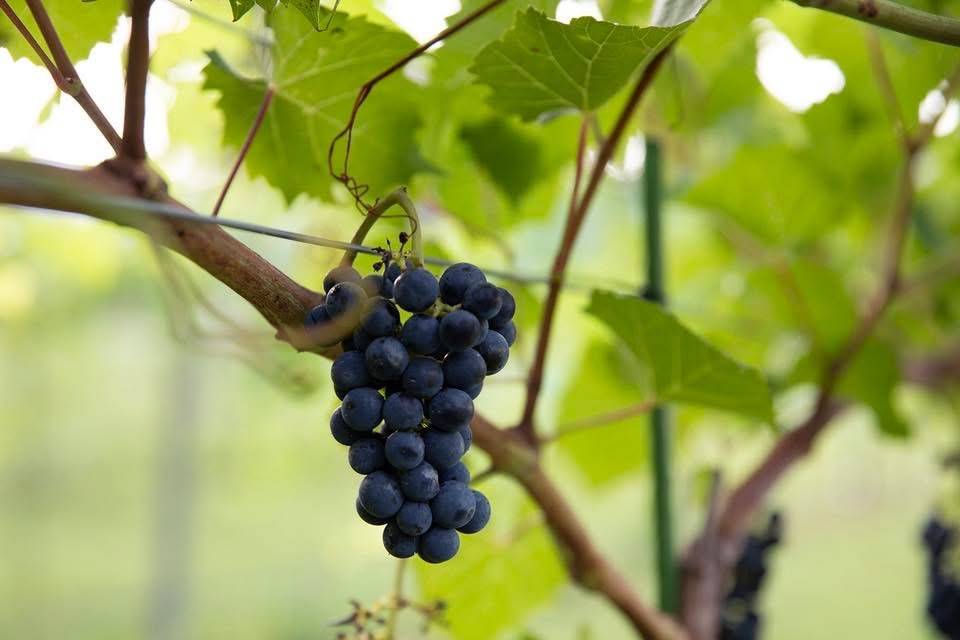 Vineyard