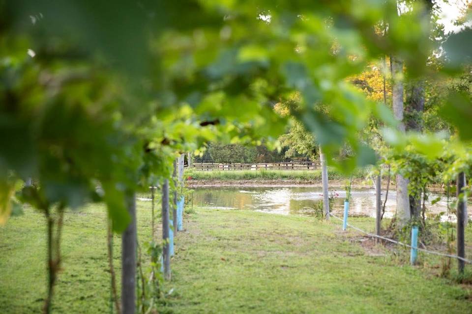 Vineyard