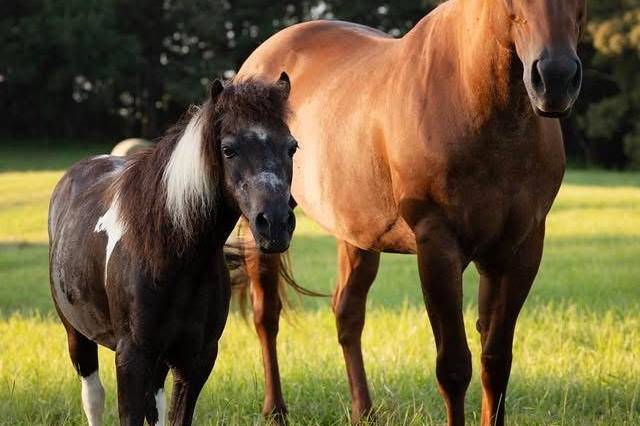 Horses