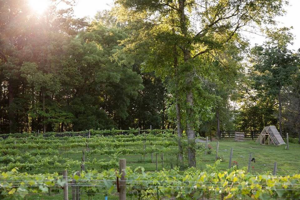 Vineyard