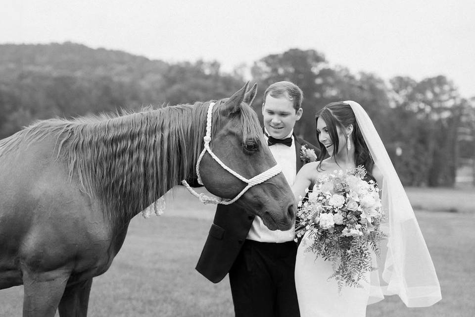 Our horse