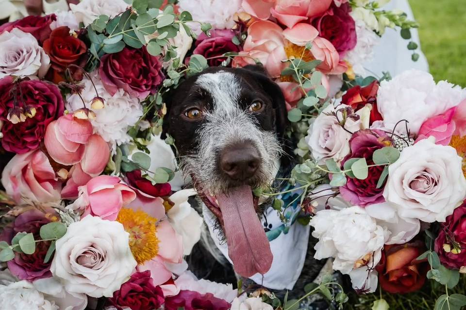 Fur Baby and Bouquets