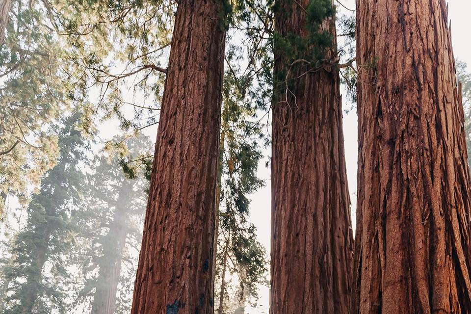 Sequoia Elopement