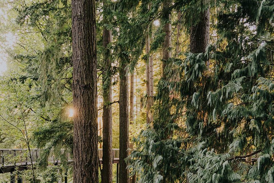 Redwood Trees