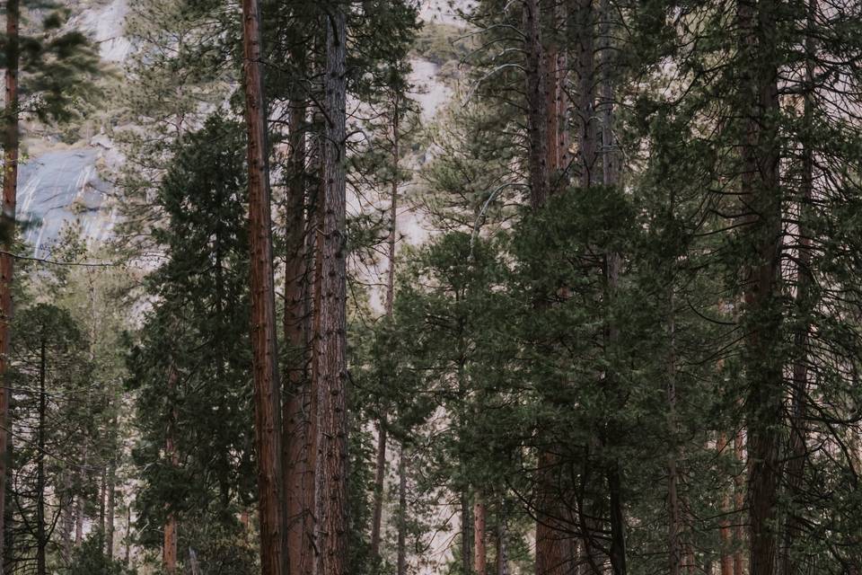 Couple amongst redwood trees.