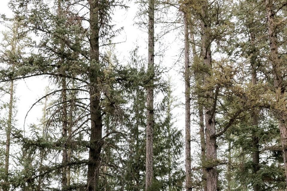 Wedding at Glacier Ntl Park