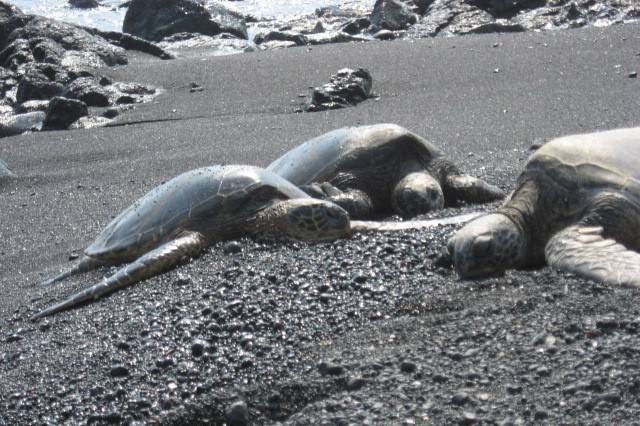 Black Sand & Turtles in Kona