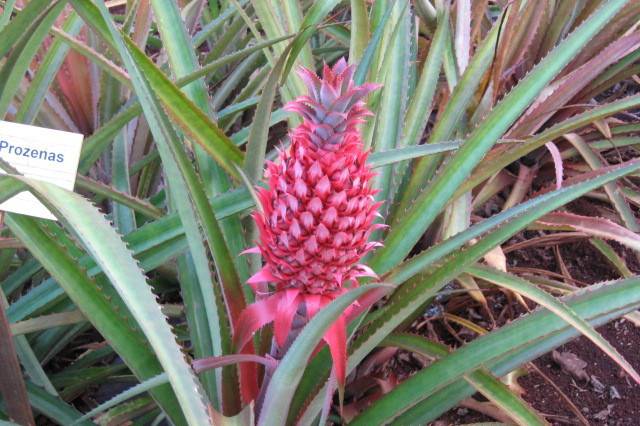 Hawaiian flora