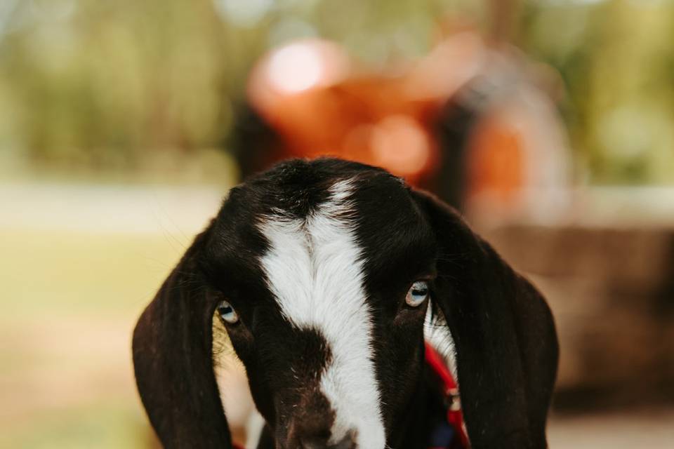The Farm at Quail Valley