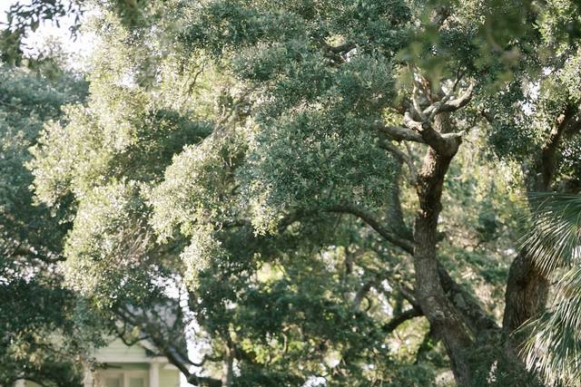 North Lawn, Oaks