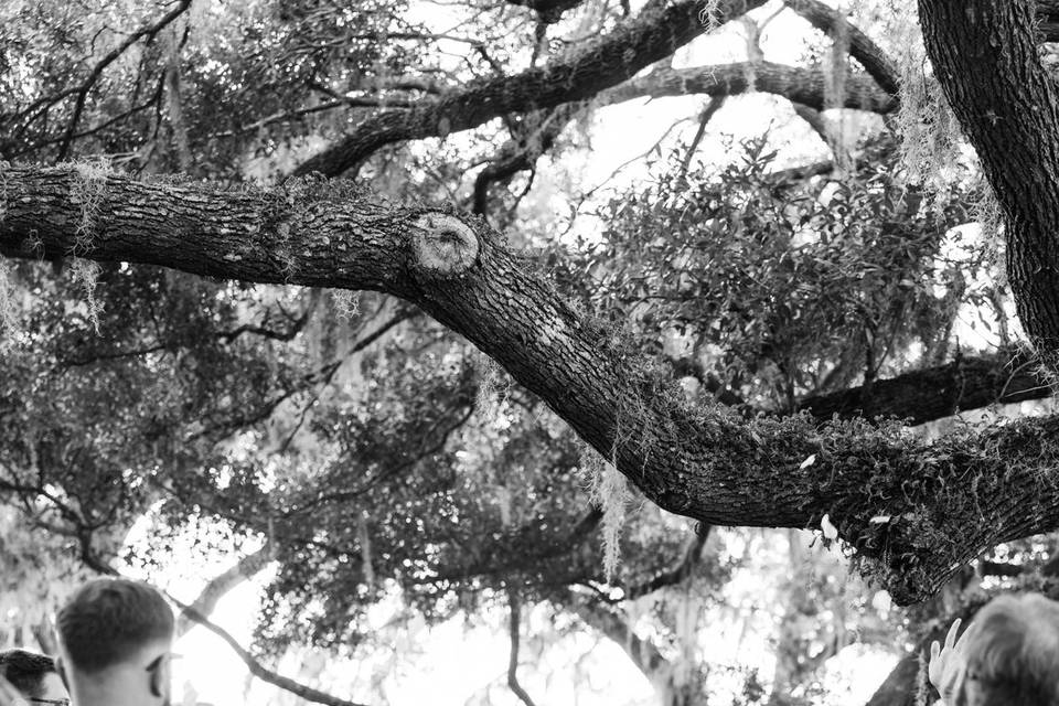 Sweeping Oak