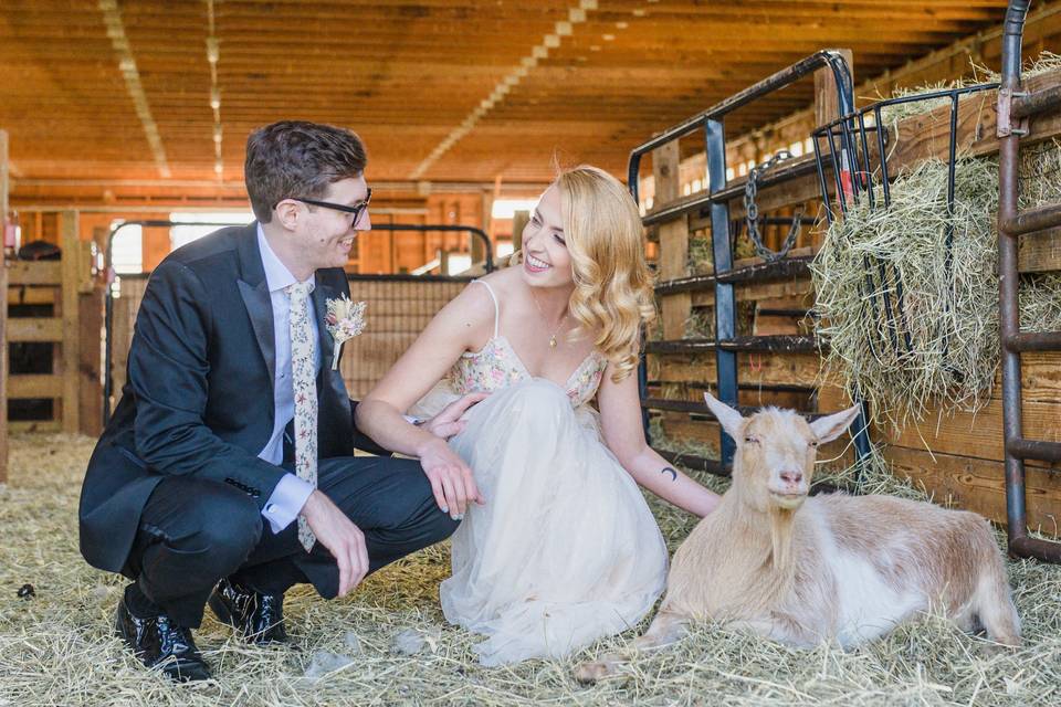 Married with animals