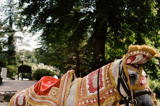 Baraat Horse