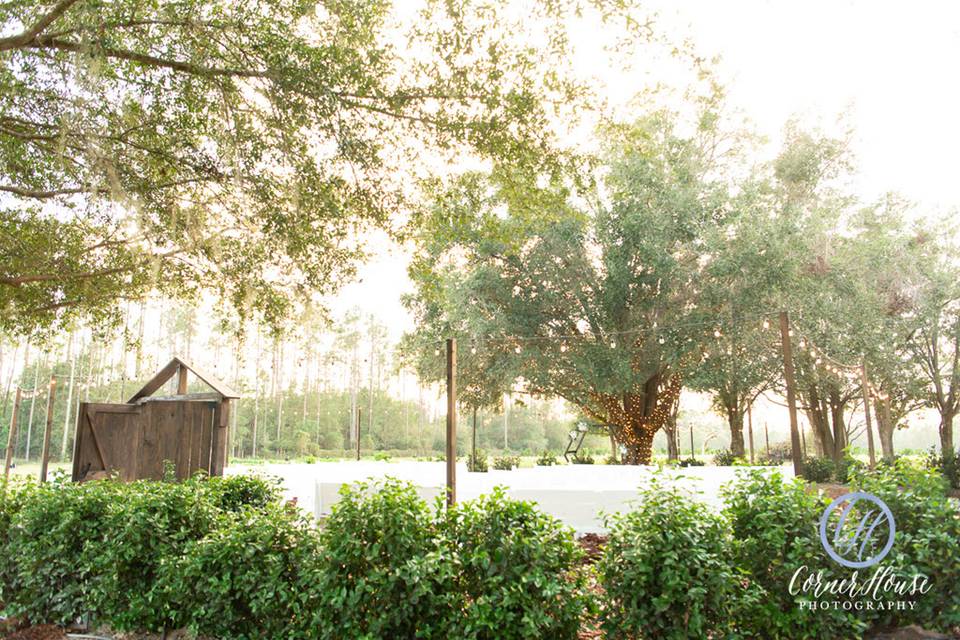 Lush Oak Trees