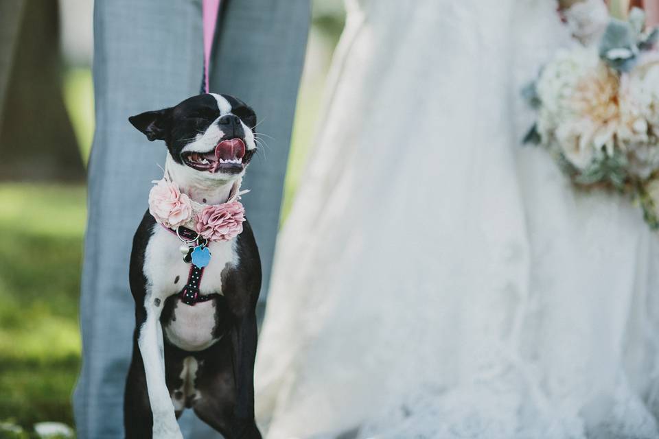 Canine chaperone - The Carrs Photography