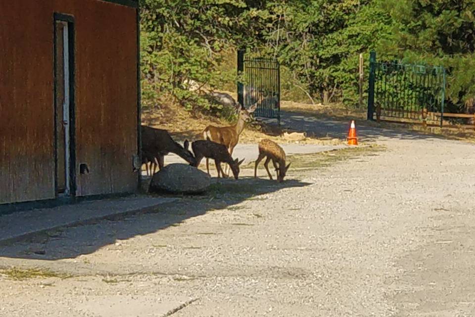 Local deer family