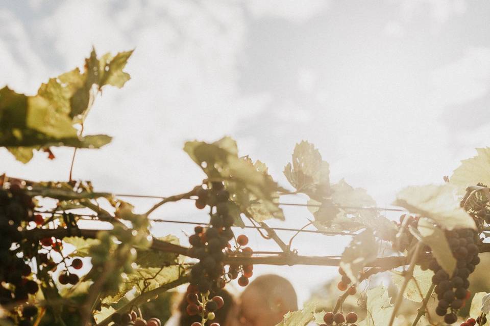 Vineyards