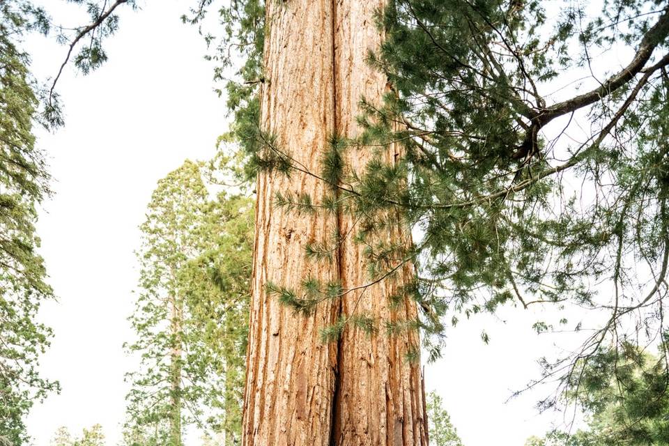 Sequoias Engagement