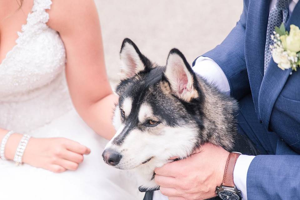 Husky friend