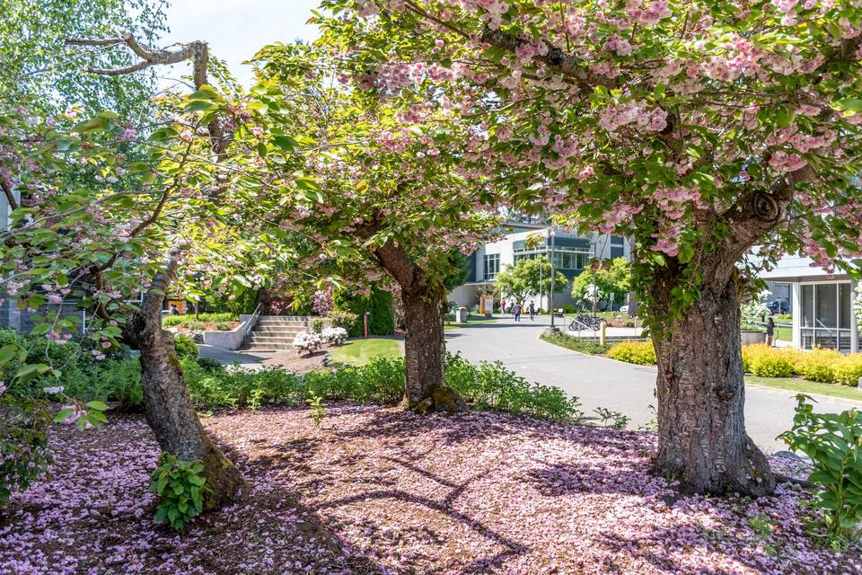 Cherry Blossoms