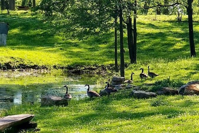 Goose Party